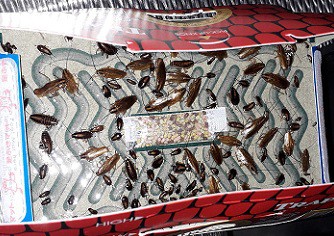  professioneel-kakkerlakken-bestrijden